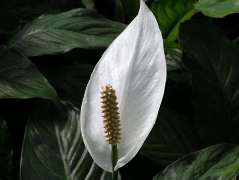 白鹤芋风水|白鹤芋：“一帆风顺”的吉祥花也有要注意的事项